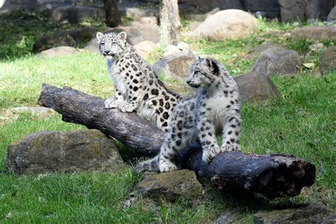 Brookfield Zoo Welcomes 2 Snow Leopard Cubs Abc7 Chicago