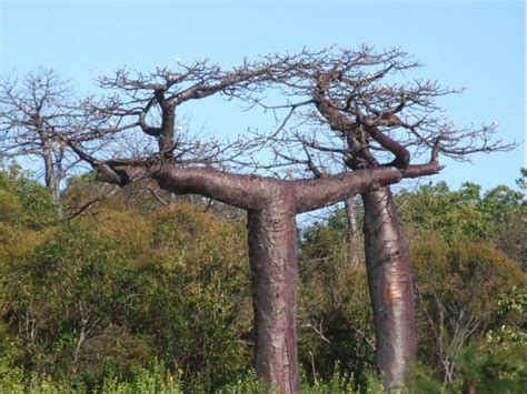 Adansonia Suarezensis H Perrier Baobab Trees Of Madagascar · Inaturalist