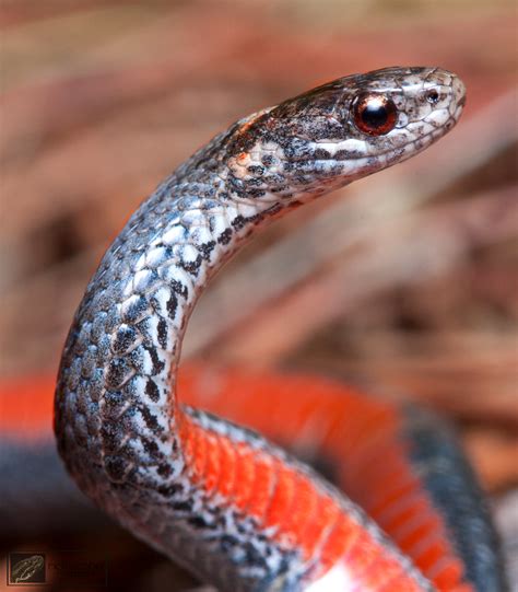 Northern Red Bellied Snake Storeria Occipitomaculata Occip Flickr