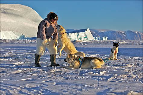 Great Explorers Greenland Sled Dogs Explorersweb