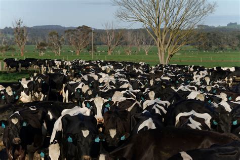 United Dairy Farmers Of Victoria Udv Membership Vff