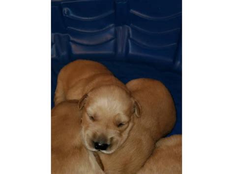 Your golden retriever puppy month by month: AKC Golden Retriever puppies for Adoption in Buckeye ...