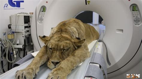 Cat #1 stop pooping because he was constipated. A Lion Undergoes Computed Tomography Because Even Big Cats ...