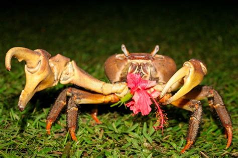 Crab Eating Hibiscus Stock Photo Image Of Cahuita Cost 67919582