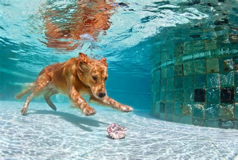 Can Dogs Swim In Chlorine Pool