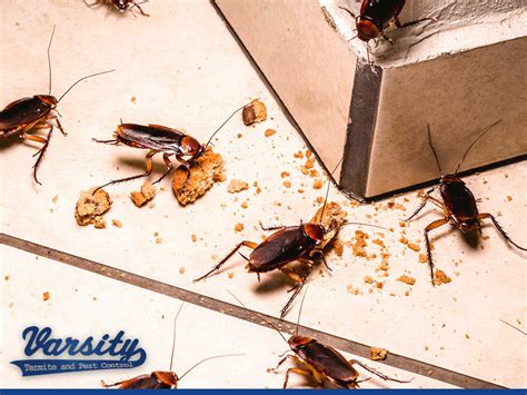 Effective Ways To Prevent Cockroaches In An Apartment