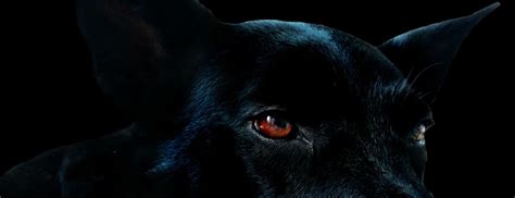 Read on to learn common causes of red eyes in dogs, what other signs to look out for and how your vet might treat your dog's eyes. Why is my dog's eye red and what are some treatments? - Healthcare for Pets