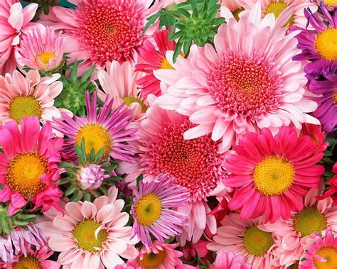 Very Colorful Bright Colored Flowers 2560x1600