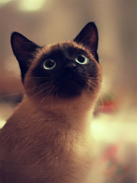 10 Best Siamese Cat Names