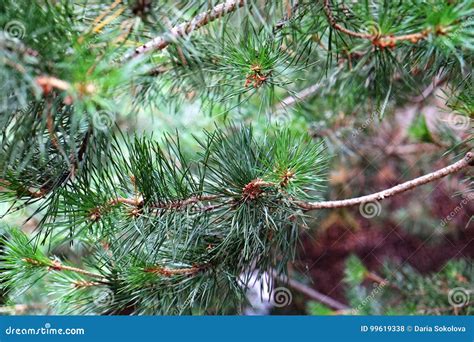 Pine Branches Close Stock Photo Image Of Nature Pine 99619338