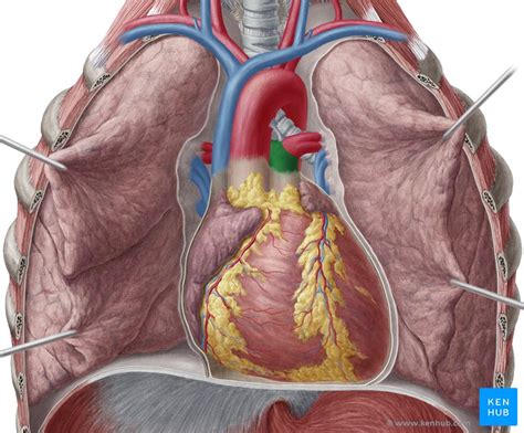 Pulmonary Trunk Anatomy And Function Kenhub