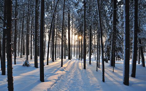 Winter Trees Forest Road Nature Landscape Wallpapers Hd Desktop