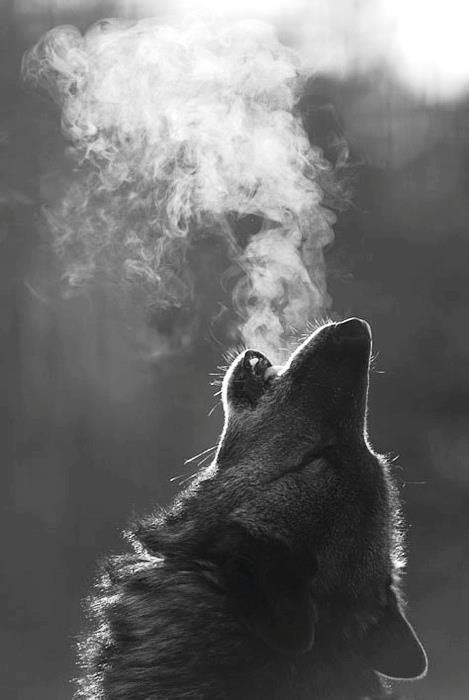 Black and white moon over water pictures, photos, and. howling wolf on Tumblr