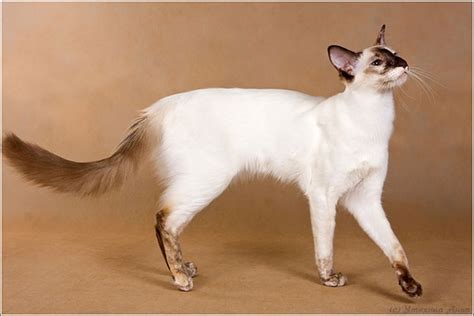 Get To Know The Balinese A Siamese In A Glamorous Coat Catster