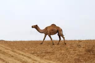 Camello En Desierto Imagen De Archivo Imagen De Tradicional 13635757
