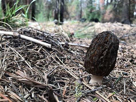Morel Mushroom Hunting Oregon All Mushroom Info