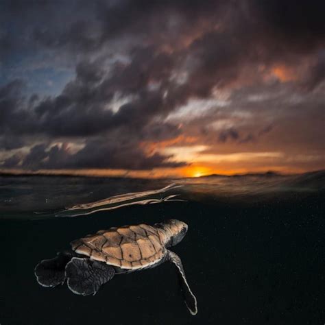 Vertebrates Underwater Photography Sea Turtle Beautiful World