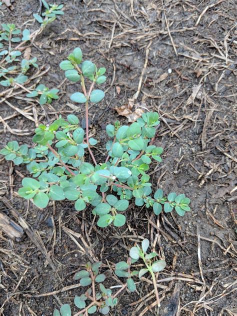 Spotlight On Weeds Prostrate Spurge Euphorbia Humistrata