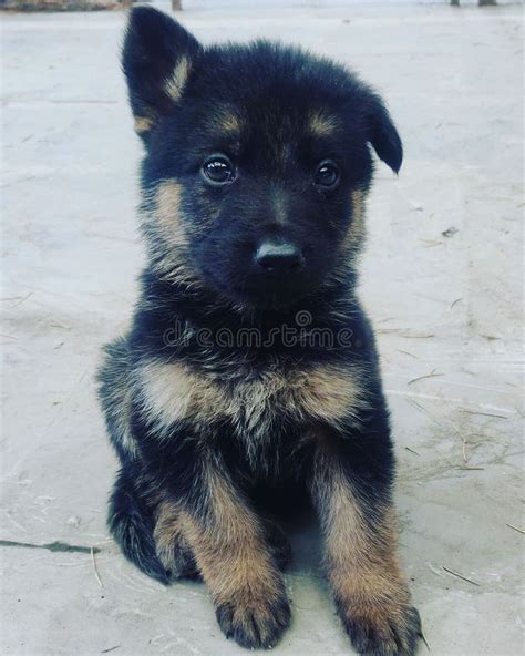 One Month Old German Shepherd Puppy With Droopy Ear Stock Photo Image