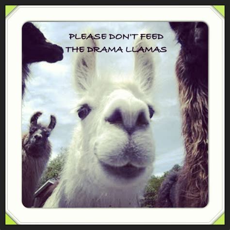 Dont Feed The Drama Llamas Llama Drama Funny Memes Drama