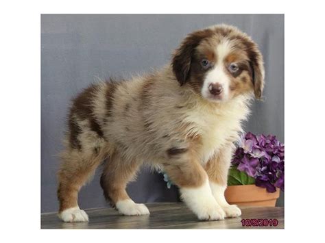 Check spelling or type a new query. Australian Shepherd-DOG-Female-Red Merle-2498032-Petland ...