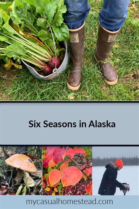 Six Seasons In Alaska My Casual Homestead
