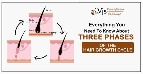 Four Stages Of The Hair Growth Cycle Stock Illustration Download Image