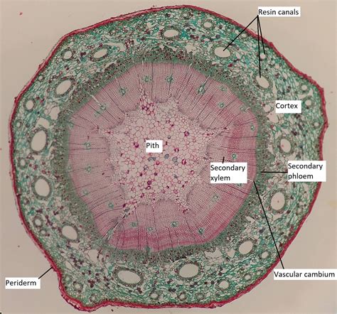Stem Cross Section Labeled