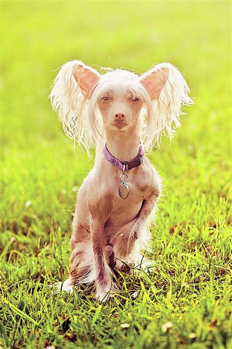 Hairless Chinese Crested Dog In Field Photograph By Amy Lane