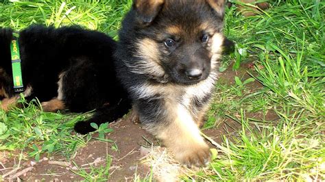 Brown German Shepherd Puppies German Choices