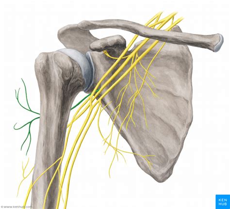 Axillary Nerve Muscle Vein Artery Nerve Pinterest Axillary