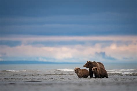 Bear And Her Cubs Sean Crane Photography