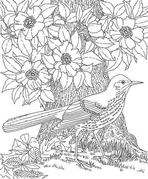 Realistic Bird Coloring Pages At Getdrawings Free Download