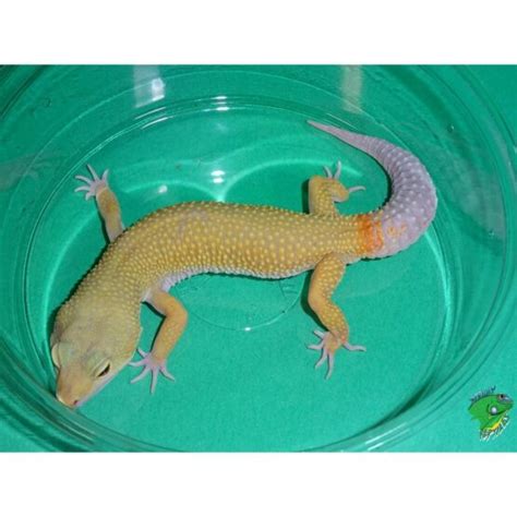 high color leopard gecko adult males special strictly reptiles
