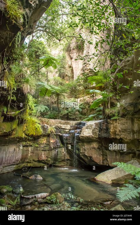 Moss Garden Carnarvon Gorge Australia Hi Res Stock Photography And