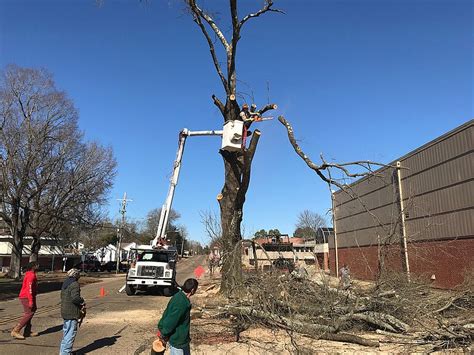 Ahs Removes Long Standing Oak Trees Texarkana Gazette