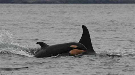 Bc Killer Whales Welcome 6th Calf This Year Huffpost Canada British