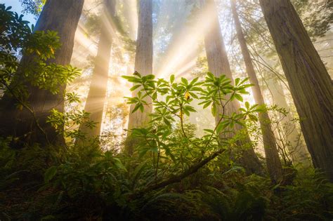 Magic Light Piercing Through The Giant Redwoods Forest In The Us Never Seen Such Big Trees In