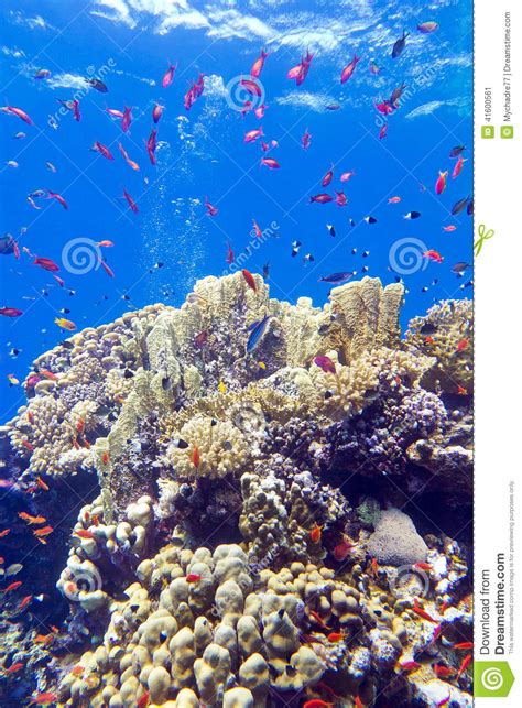Colorful Coral Reef With Exotic Fishes Anthias At The Bottom Of