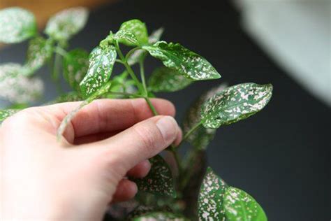 How To Care For A Polka Dot Plant Hunker Plants Shade Tolerant
