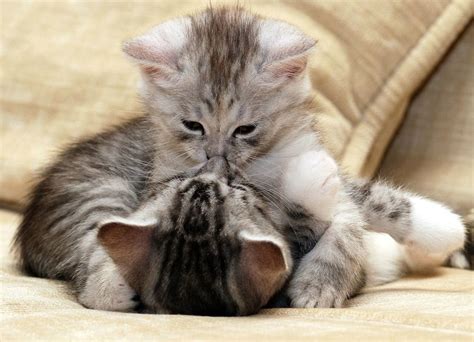 Kitten Kisses Eyebleach Коти