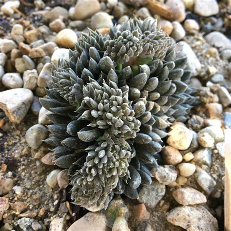 Chinese Jade Sinocrassula Yunnanensis Cristata Garden Org