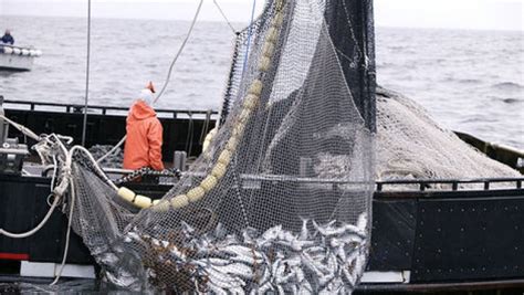 La Pesca Ilegal Y La Contaminación Enferman Los Océanos Alerta La Onu