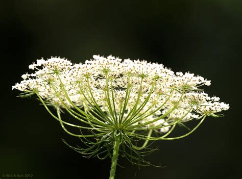 Queen Anne S Lace Daucus Carota Common Names Include Wild Flickr