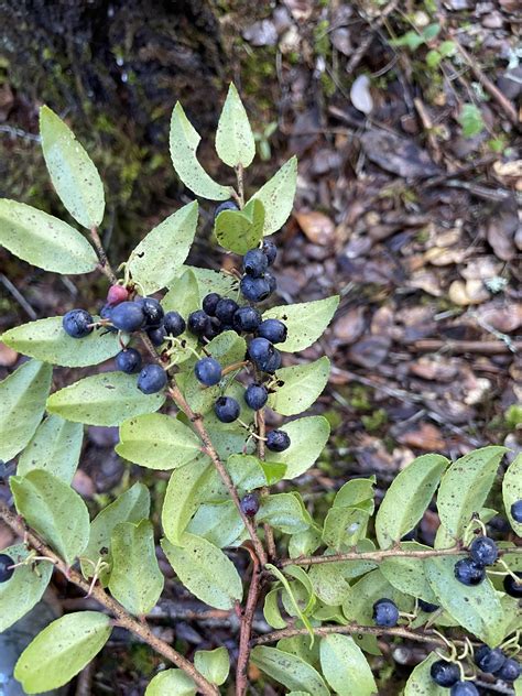 Southern Humboldt County, CA : r/foraging