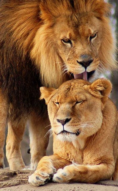 Rainier Lions Club Lions In Love