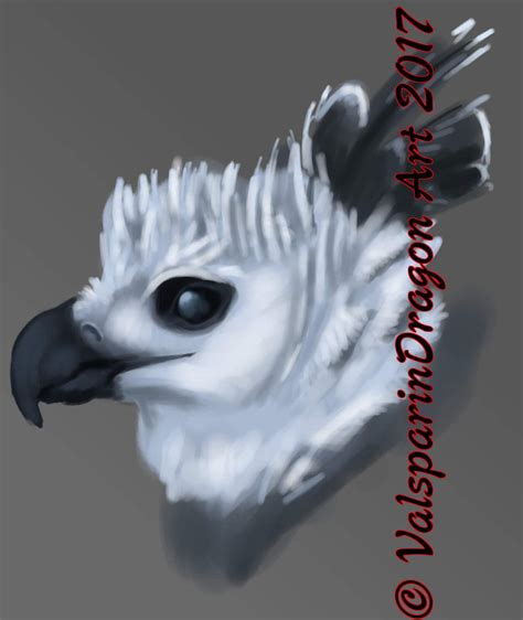 Speed Drawing Harpy Eagle By Valsparindragon On Deviantart