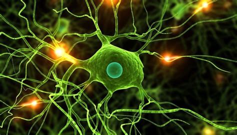 Células Nervosas Resumo O Que São Função Características Gliais