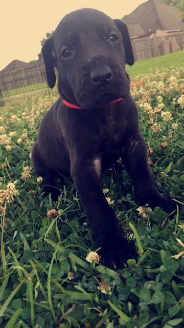 You will need to pay attention to the right diet for dane puppies as they need large breed puppy food to ensure they don't grow too fast. Litter of 8 Great Dane puppies for sale in DENHAM SPRINGS ...