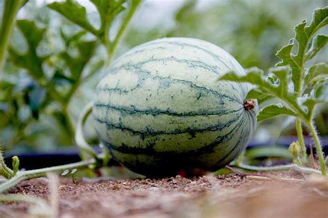 How To Grow Watermelon That S Sweet And Juicy